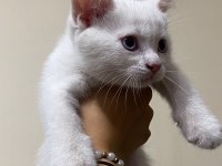 British shorthair