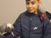 Ful evcil jako papağanı