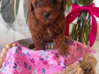 Aşılı Mikro Çipli Toy Poodle Yavrularımız