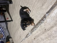 Minyatür pinscher