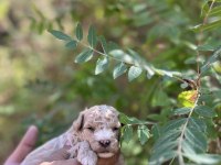 Toy poodle çok tatlı yavrularımız