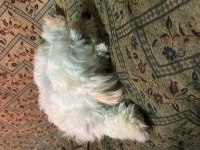 9 AYLIK DİŞİ KÖPEĞİMİZ YENİ YUVASINI ARIYOR