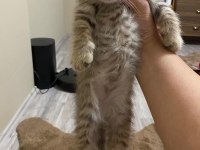 Scottish fold yavrularımız yeni yuvalarını arıyor.