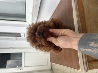 Eşleşme ilanıdır toy poodle kore kan erkek yavrumuz