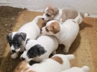 Jack russell terrier akıllı zeki safkan bebekler