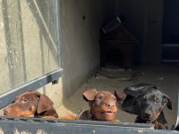 3 aylık doberman yavruları