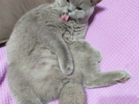 British shorthair dişi lilac