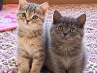 Cana Yakın Sevimli British Shorthair Dişi Ve Erkek