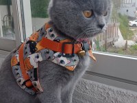 British Shorthair Kedisi 2 Yaşında