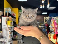 BRİTİSH VE SCOTTİSH CİNS KEDİLER