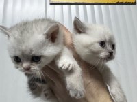 Ailenizin yeni üyeleri kediler değerli sahiplerini bekliyor
