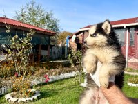 SHOW KALİTE HUSKY ARAYANLARA ÖZEL