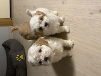 ORJİNAL CAVAPOO YAVRULARIMIZ