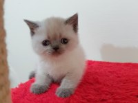British Shorthair Erkek Yavru