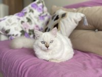 6 aylık dişi british longhair kedisi