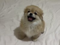 Pomeranian pekinez