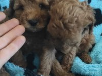 TOY POODLE KALİTESİNDE MALTİPOO YAVRULARI 