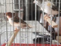 Takım harlequin kanarya