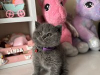 Safkan British Shorthair Dişi Erkek Yavrular