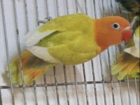 Rengarenk Yavru Cennet Papağanları