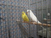 Çek jumbo şov jumbo albino muhabbet kuşu