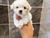 Tea cup bichon fries