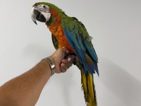 KONUŞAN HİBRİT RUBYGOLD MACAW