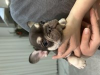 New Shade ve New Shade Rojo tan french bulldog