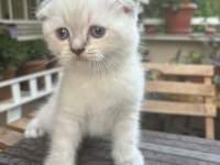 Güzel prensesimiz scottish fold blue point yuva arıyor