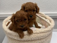 Kg garantili toy poodle yavrular