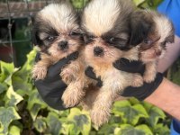Shih Tzu Şitsu Yavrularımız