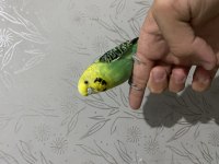 Eşe Hazır Damızlık Muhabbet Kuşları