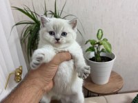 TESLİME HAZIR SİLVER POİNT BRİTİSH SHORTHAİR YAVRUM