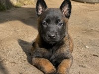 Dişi Belçika Kurdu (Malinois) Yavrusu