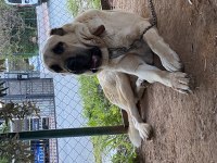 5 Aylık Üst Düzey Anadolu Çoban Köpekleri