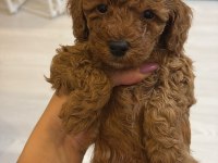 Toy poodle dişi ve erkek