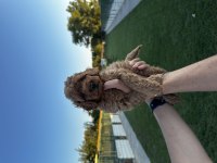 Erkek ve dişi dark toy poodle yavrular