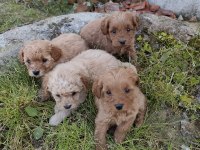 Kilo Ve Boy Garantili Maltipoo Yavrular İstanbul
