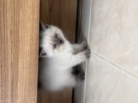 British Shorthair Blue Point anne baba dik kulak blue Point