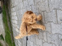 1 yaşında erkek toy poodle