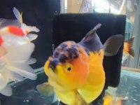 Gayet sağlıklı boy boy oranda altınbaş balıklar