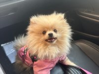 5 aylık sağlıklı dişi pomeranian boo yavrumuz