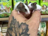 Panda mice bebekler