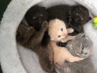 Rengarenk Scottish Fold yavrularımız sahiplerini bekliyor