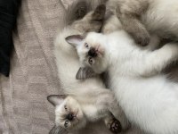 ÇOK OYUNCU SİYAM KEDİSİ YAVRULAR