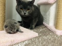 Kızımız british shorthair