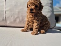 Poodle Çıftliğinden Red Brown Toy Poodle Bebeklerimiz 