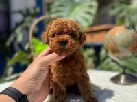 2 aylık kore poodle bebekler