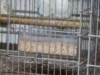 Cennet sevda takımlar