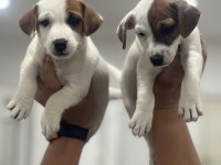 Jack Russel Terrier yavrular